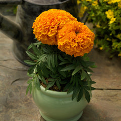 Marigold Proud Mari Orange CT