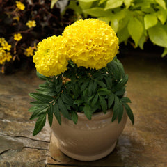 Marigold Proud Mari Yellow CT