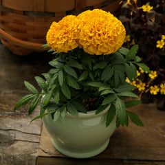 Marigold Proud Mari Gold CT