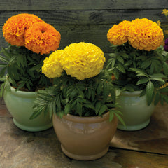 Marigold Proud Mari Mix CT