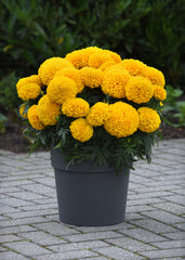 Marigold Marvel II Gold CT