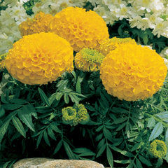 Marigold Antigua Gold CT