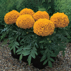 Marigold Antigua Orange DTL