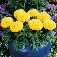 Marigold Antigua Yellow DTL