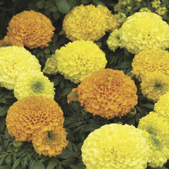 Marigold Antigua Mix CT