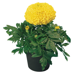 Marigold Discovery Yellow CT