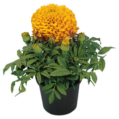 Marigold Discovery Orange DTL
