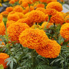 Marigold Chedi Orange DTL