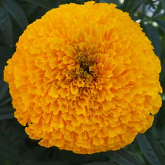 Marigold Chedi Gold DTL