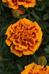 Marigold Bonanza Flame CT