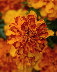 Marigold Bonanza Bolero DTL