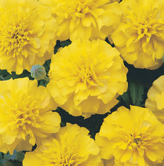Marigold Bonanza Yellow DTL