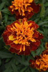 Marigold Bonanza Harmony DTL