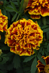 Marigold Bonanza Bee DTL