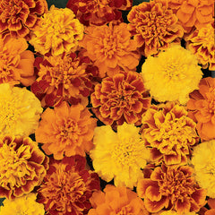 Marigold Bonanza Mix DTL