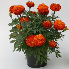 Marigold Zenith Red DTL