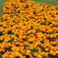 Marigold Zenith Red & Gold DTL