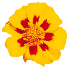 Marigold Disco Granada DTL