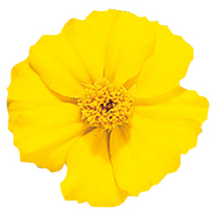 Marigold Disco Yellow DTL