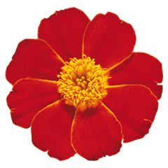 Marigold Disco Red DTL