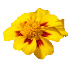 Marigold Disco Marietta DTL
