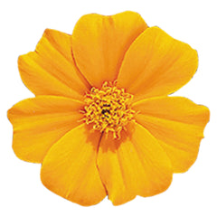 Marigold Disco Orange DTL