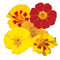 Marigold Disco Mix DTL