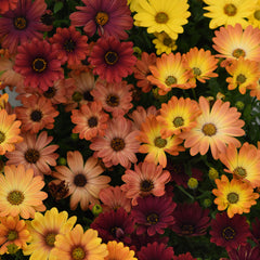 Osteospermum Akila Sunset Shades