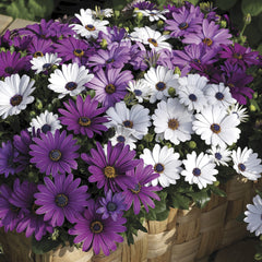Osteospermum Asti Mix