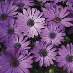 Osteospermum Asti Lavender Shades