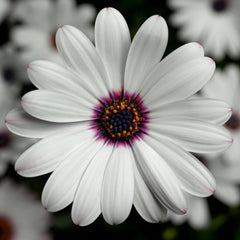 Osteospermum Asti White