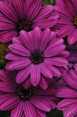 Osteospermum Akila Purple