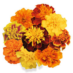 Marigold Super Hero Mix CT