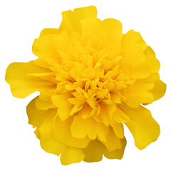 Marigold Super Hero Deep Yellow CT