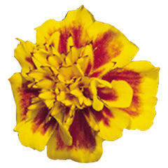 Marigold Super Hero Yellow Bee CT