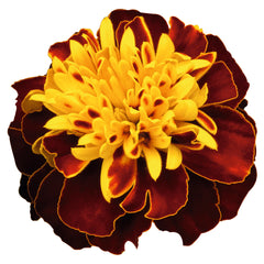 Marigold Super Hero Spry CT