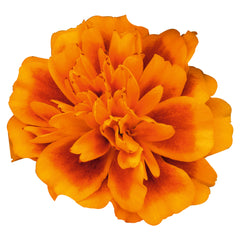 Marigold Super Hero Orange Bee CT