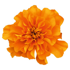 Marigold Super Hero Orange CT