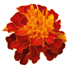 Marigold Super Hero Harmony CT