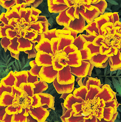 Marigold Durango Bee DTL