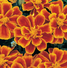 Marigold Durango Flame DTL