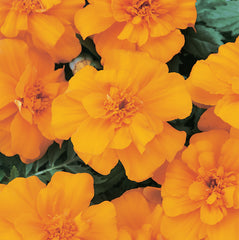 Marigold Durango Orange DTL