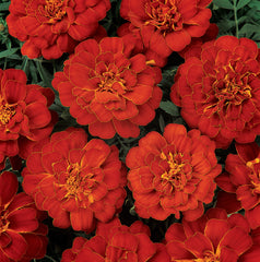 Marigold Durango Red DTL