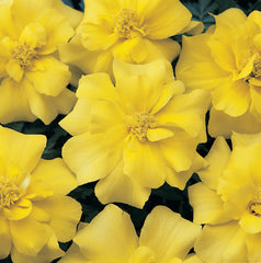 Marigold Durango Yellow DTL
