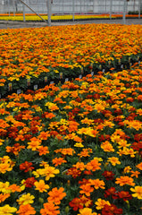 Marigold Durango Mixture DTL