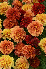 Marigold Strawberry Blonde CT