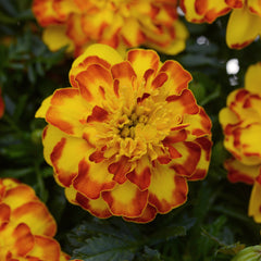 Marigold Flamenco DTL