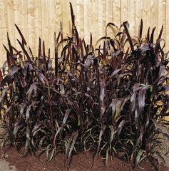 Millet Purple Majesty