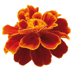 Marigold Safari Scarlet DTL