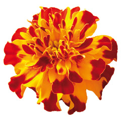 Marigold Safari Bolero DTL
